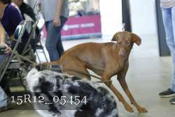 15R12_05454 thumbnail