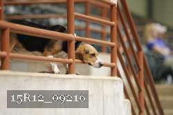 15R12_09216 thumbnail