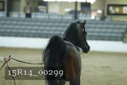 15R14_00299 thumbnail