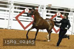 15R9_02465 thumbnail