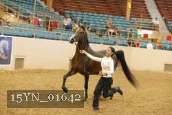 15YN_01642 thumbnail