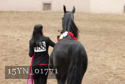 15YN_01771 thumbnail