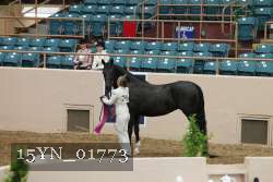 15YN_01773 thumbnail