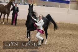 15YN_01775 thumbnail