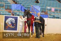 15YN_01786 thumbnail
