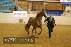 15YN_01795 thumbnail