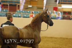 15YN_01797 thumbnail