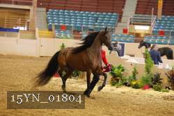 15YN_01804 thumbnail