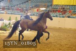 15YN_01805 thumbnail