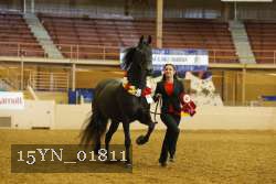 15YN_01811 thumbnail