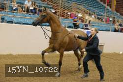 15YN_10722 thumbnail