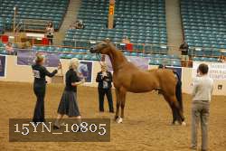 15YN_10805 thumbnail