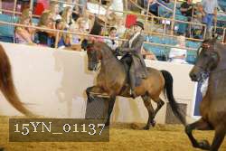 15YN_01137 thumbnail
