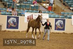 15YN_29784 thumbnail