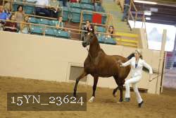 15YN_23624 thumbnail