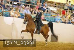 15YN_03901 thumbnail