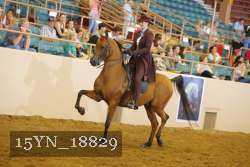 15YN_18829 thumbnail