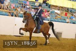 15YN_18856 thumbnail