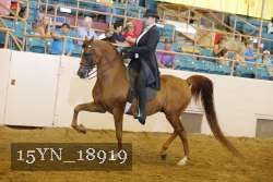 15YN_18919 thumbnail