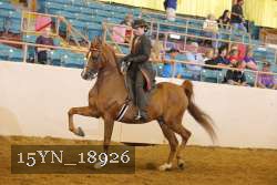 15YN_18926 thumbnail