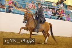 15YN_18958 thumbnail