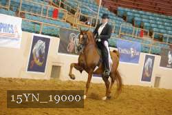 15YN_19000 thumbnail