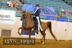 15YN_19004 thumbnail