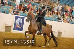 15YN_13510 thumbnail