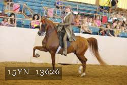 15YN_13626 thumbnail