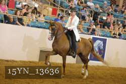 15YN_13636 thumbnail