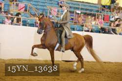 15YN_13638 thumbnail