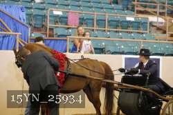 15YN_25934 thumbnail