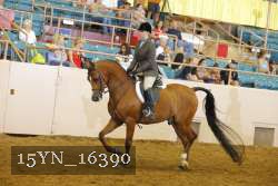 15YN_16390 thumbnail