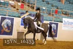 15YN_16433 thumbnail