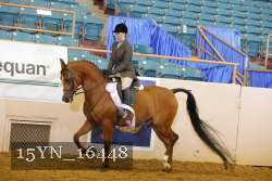 15YN_16448 thumbnail