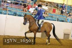 15YN_16501 thumbnail