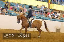 15YN_16511 thumbnail