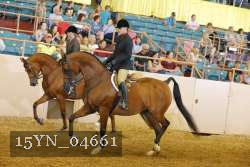 15YN_04661 thumbnail