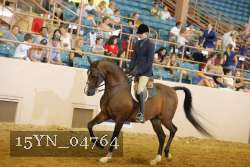 15YN_04764 thumbnail