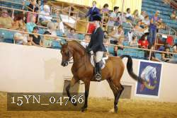 15YN_04766 thumbnail