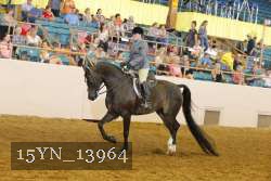 15YN_13964 thumbnail