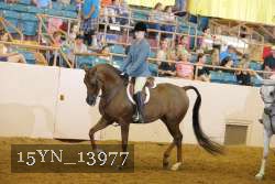 15YN_13977 thumbnail