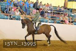 15YN_13995 thumbnail