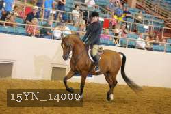 15YN_14000 thumbnail