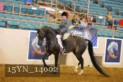 15YN_14002 thumbnail