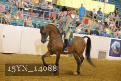 15YN_14088 thumbnail