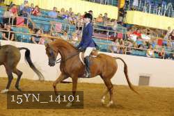 15YN_14101 thumbnail