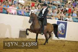 15YN_34388 thumbnail