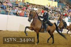 15YN_34404 thumbnail