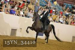 15YN_34410 thumbnail